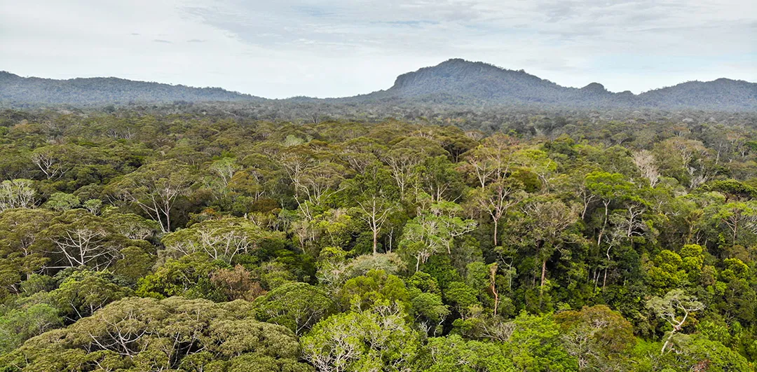 Community Agroforestry